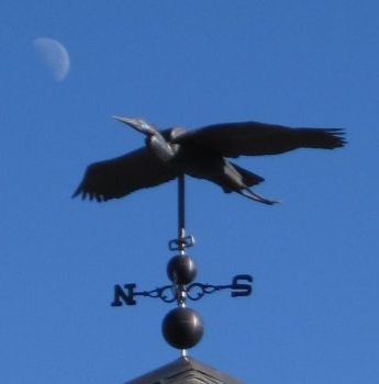 heron